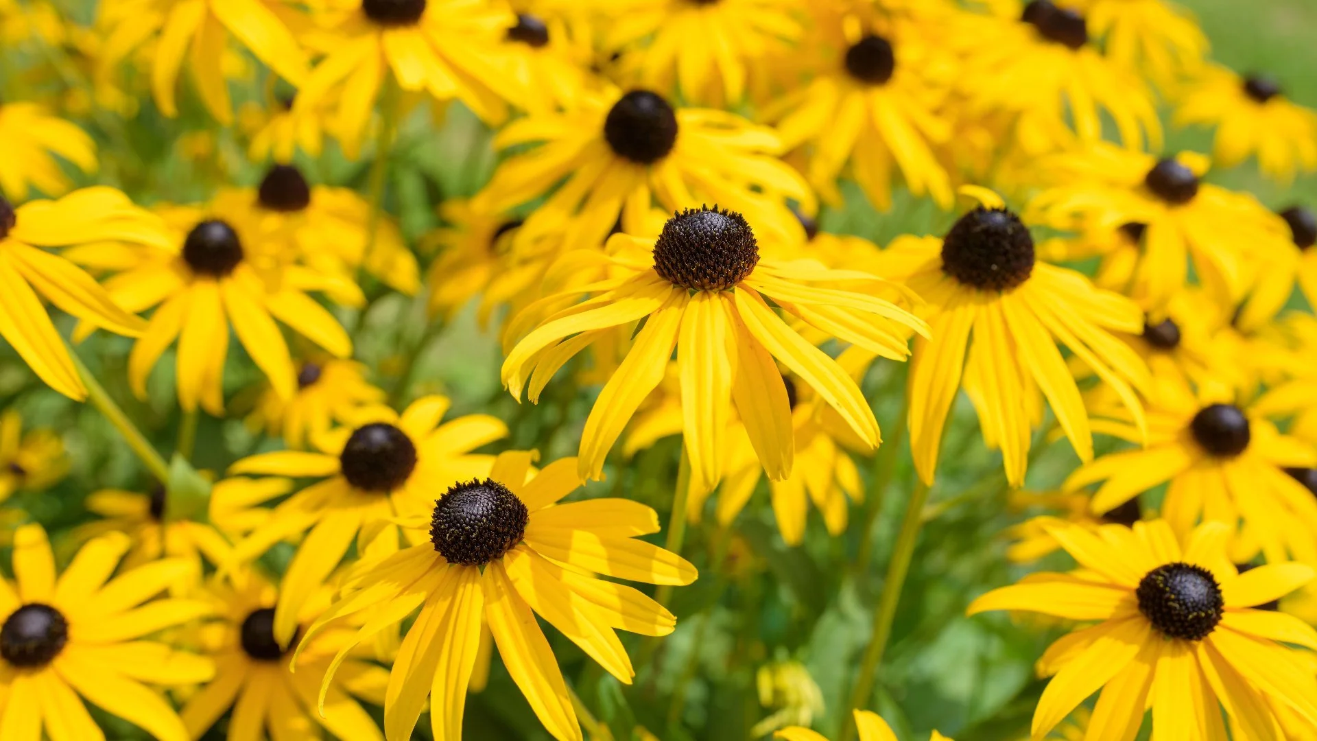 Use Native Plants for Your Landscape!