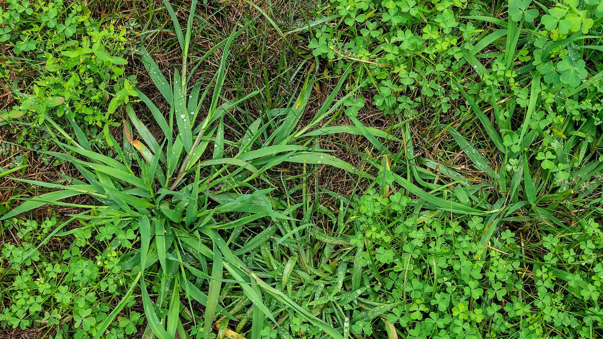 Why Are Weeds Taking Over Your Lawn?