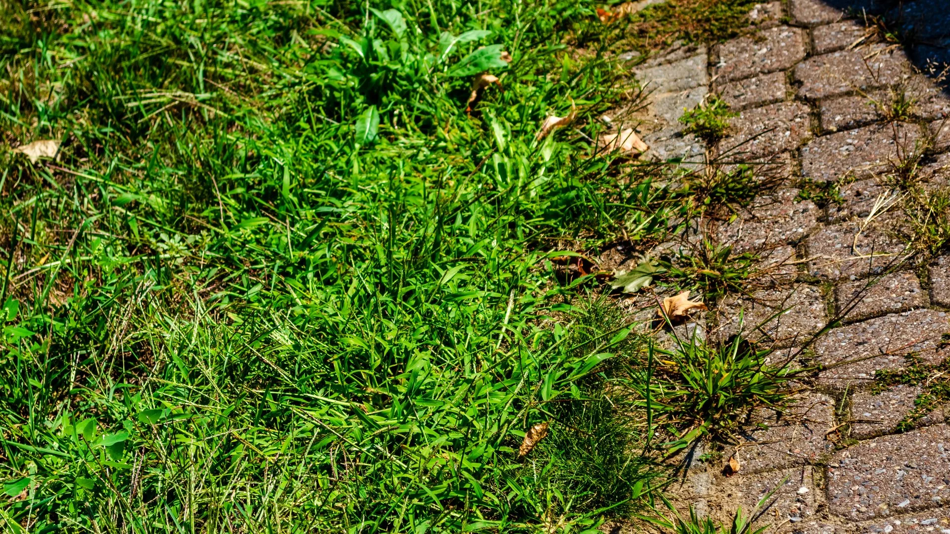 A Guide to Identifying Broadleaf & Grassy Weeds