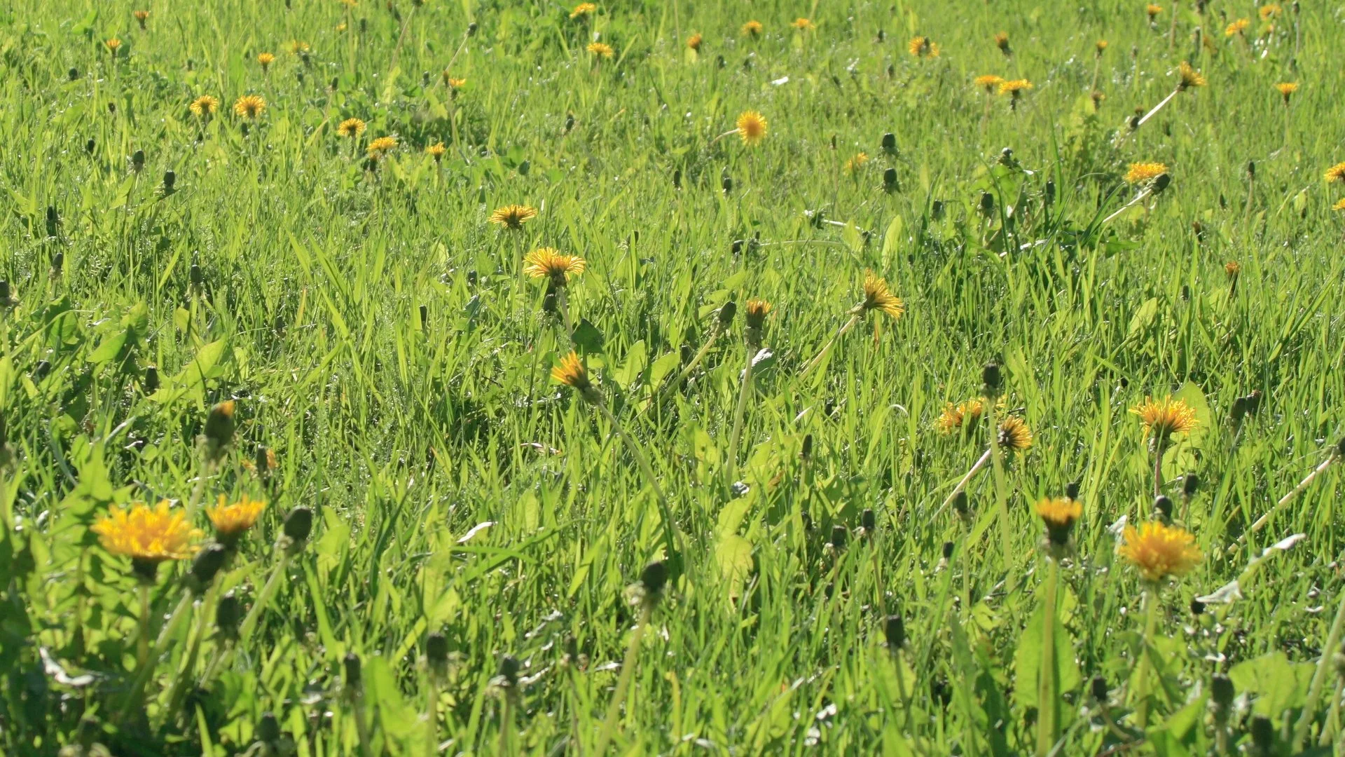 The Life Cycles of Lawn Weeds: Annual vs Perennial