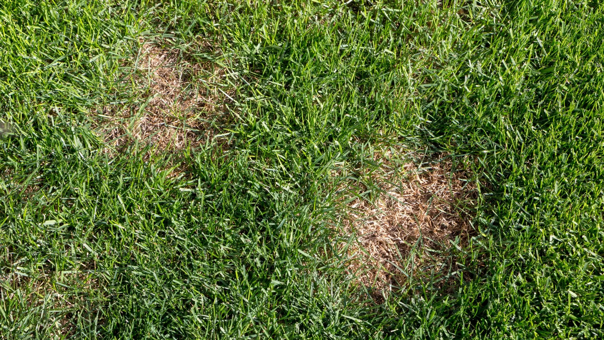 What Lawn Diseases Cause the Most Problems in Waukee, IA?
