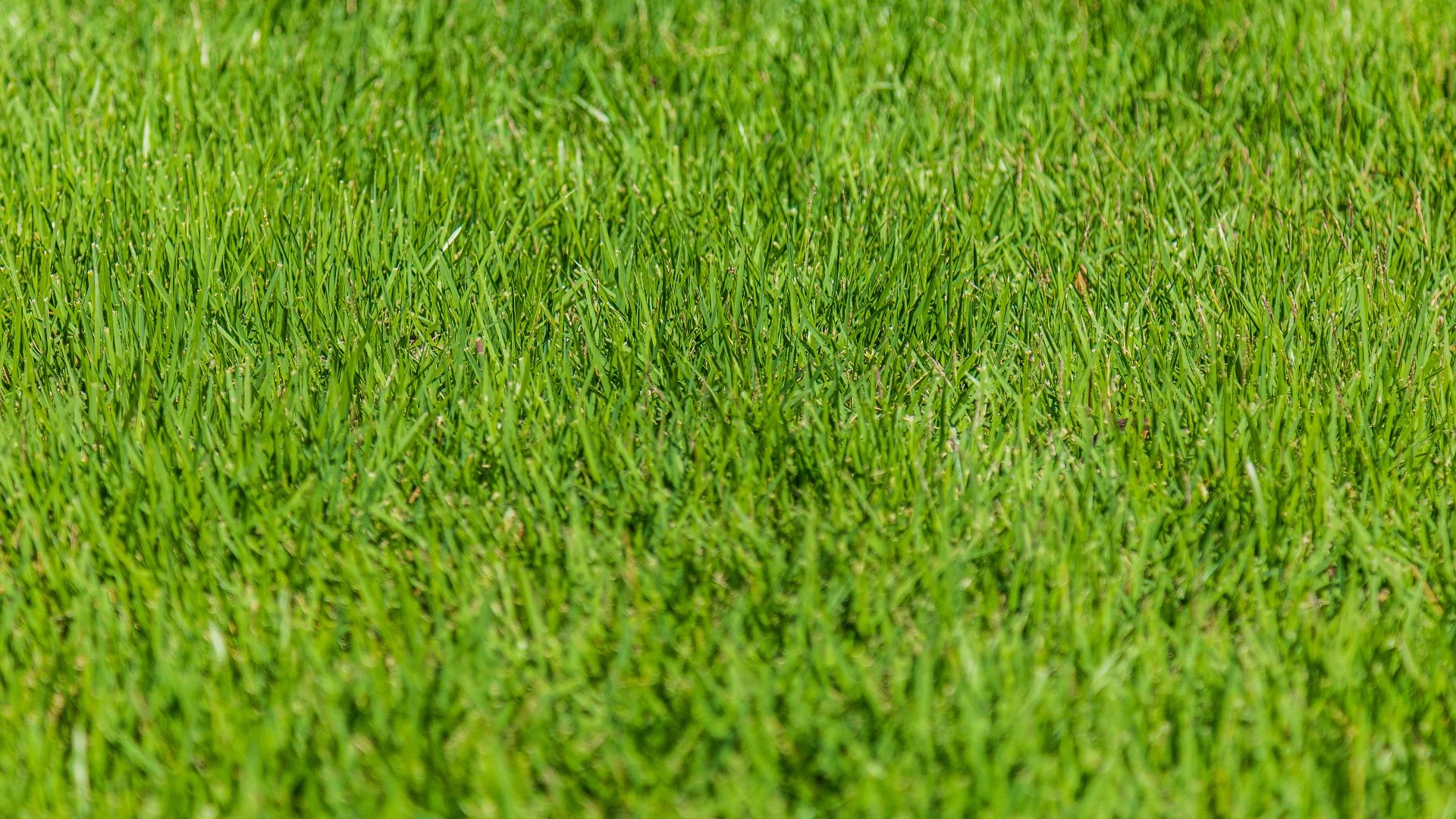 Are Weed Control Treatments Harmful to Your Lawn?