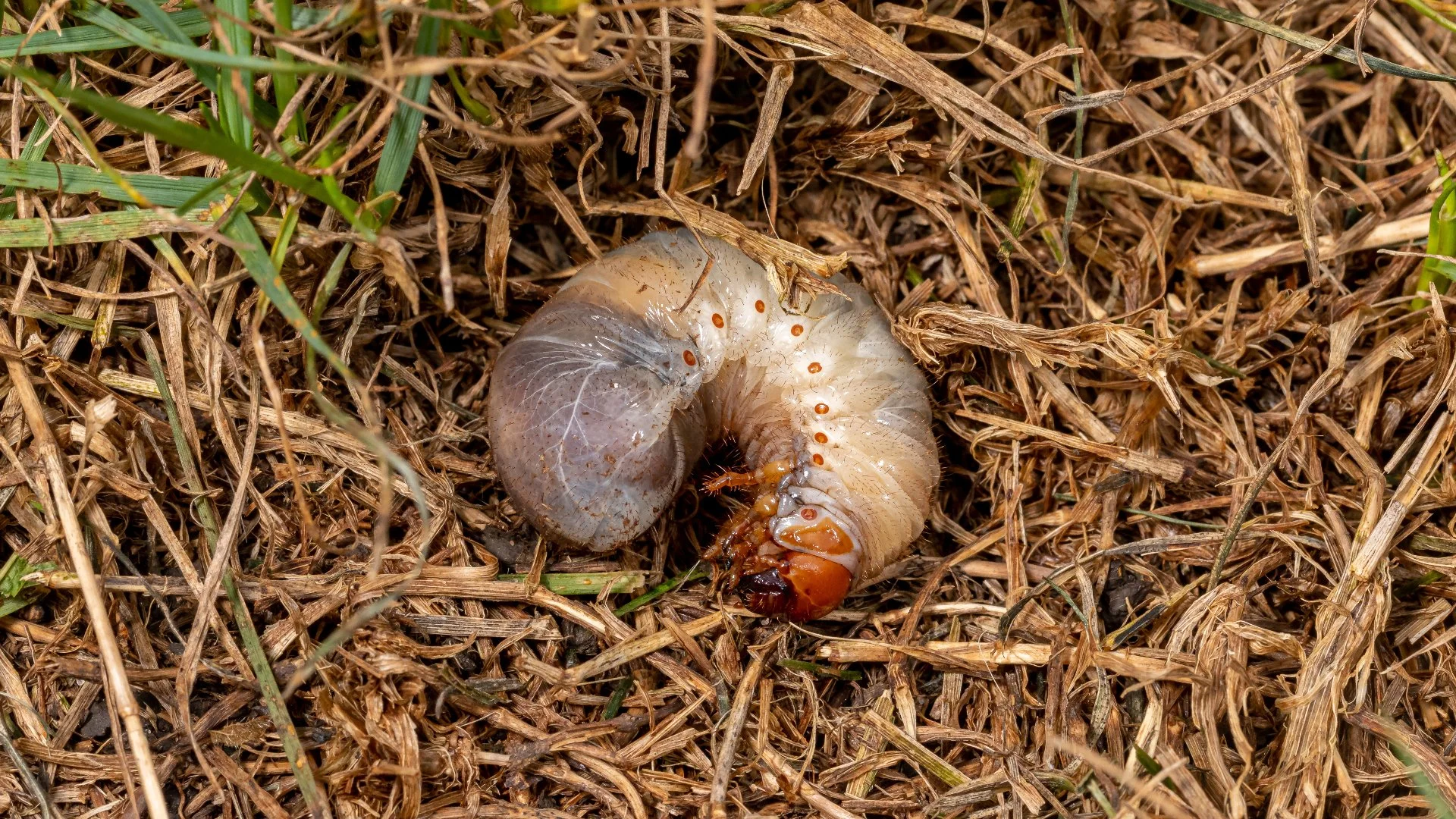 Do Grubs Go Away on Their Own?