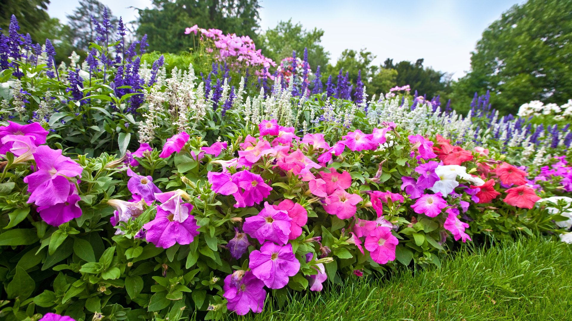 Take Your Landscape Beds to the Next Level With These 5 Perennials!