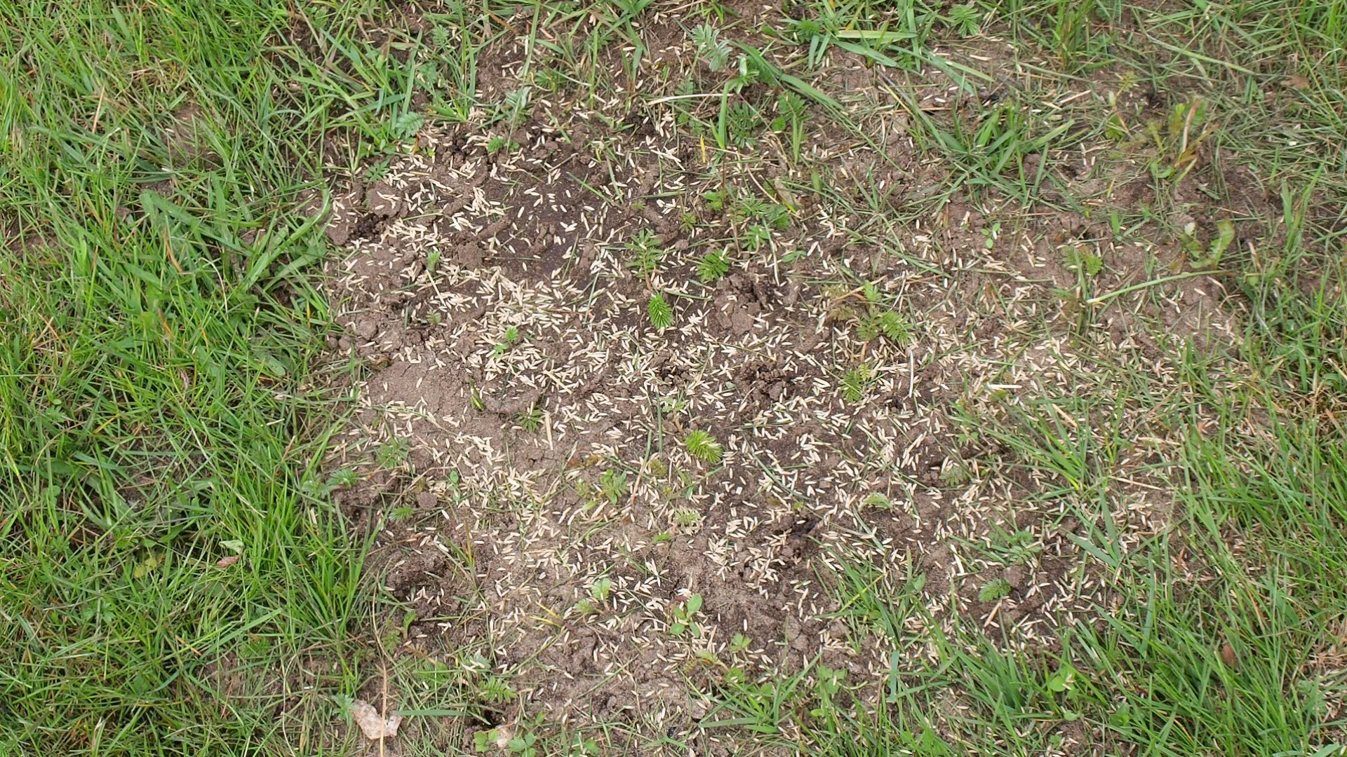 What Type of Seed Is Best for Overseeding Lawns in Iowa?
