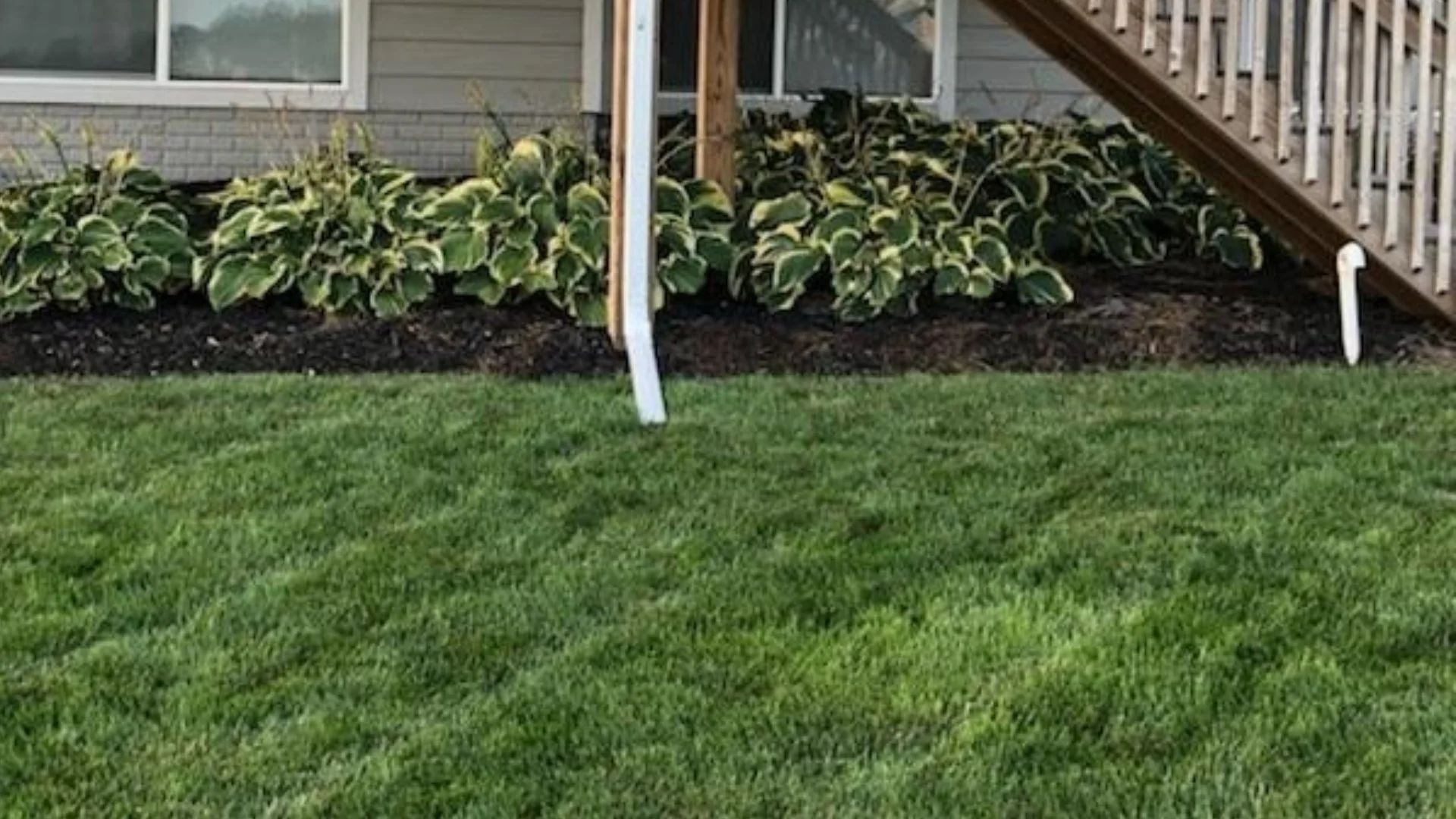 Overseeding: What Is It & Why Does Your Lawn Need It?