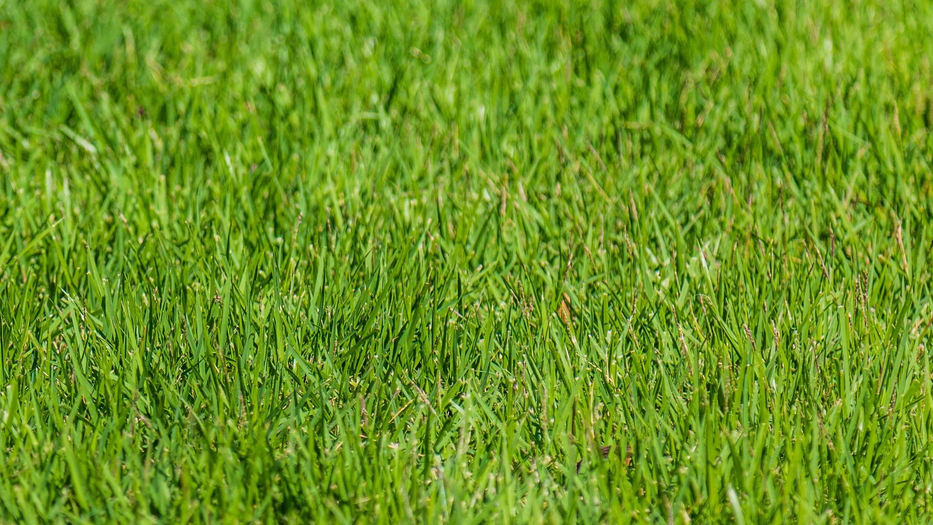 Fall Fertilization: When Is It Too Late to Treat Your Lawn?