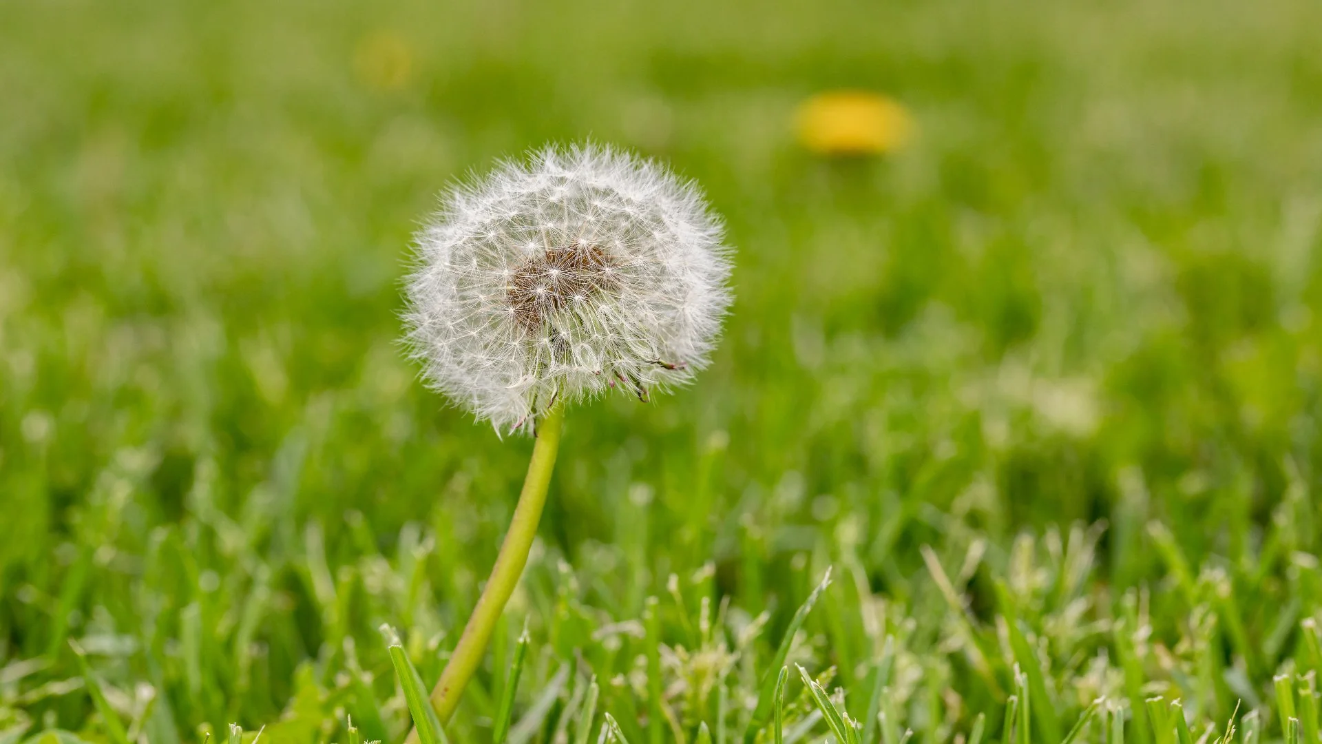 5 Weeds You May Notice on Your Lawn in Waukee, IA