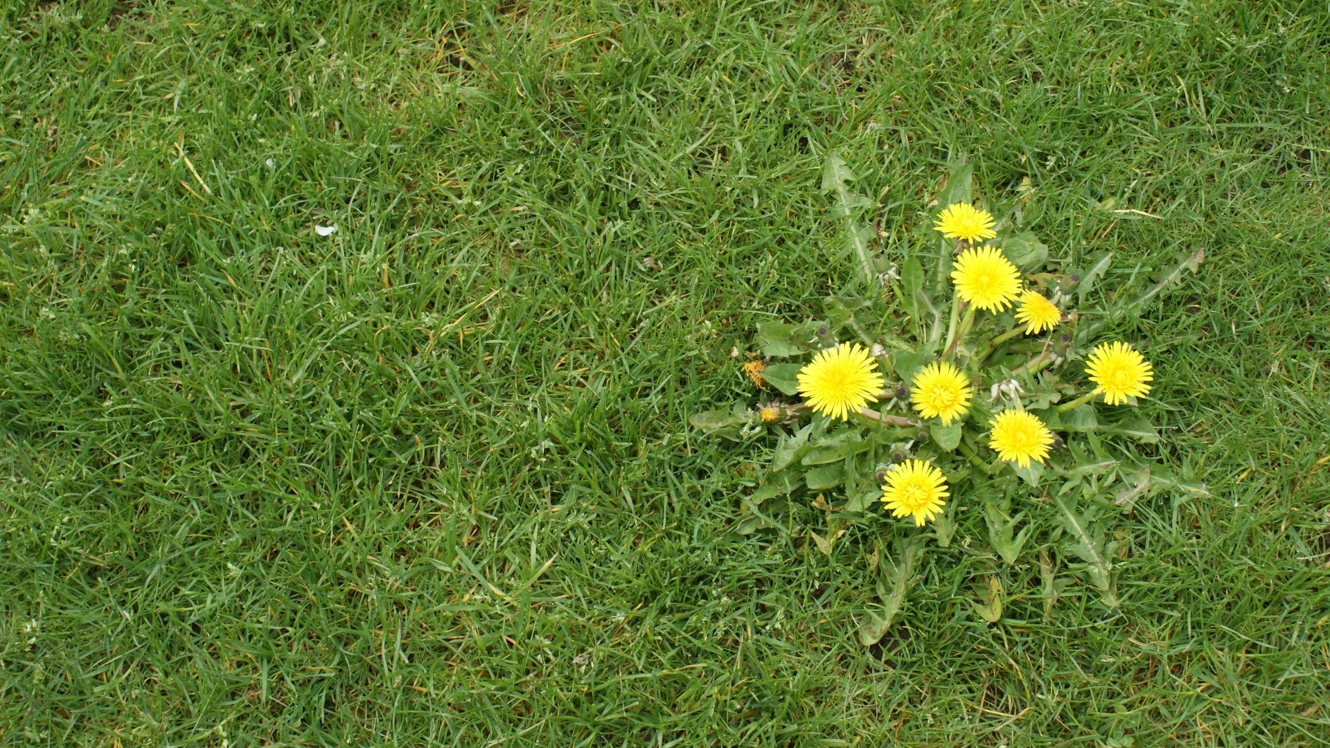 What's The Best Way To Deal With Weeds On Your Lawn In The Fall?