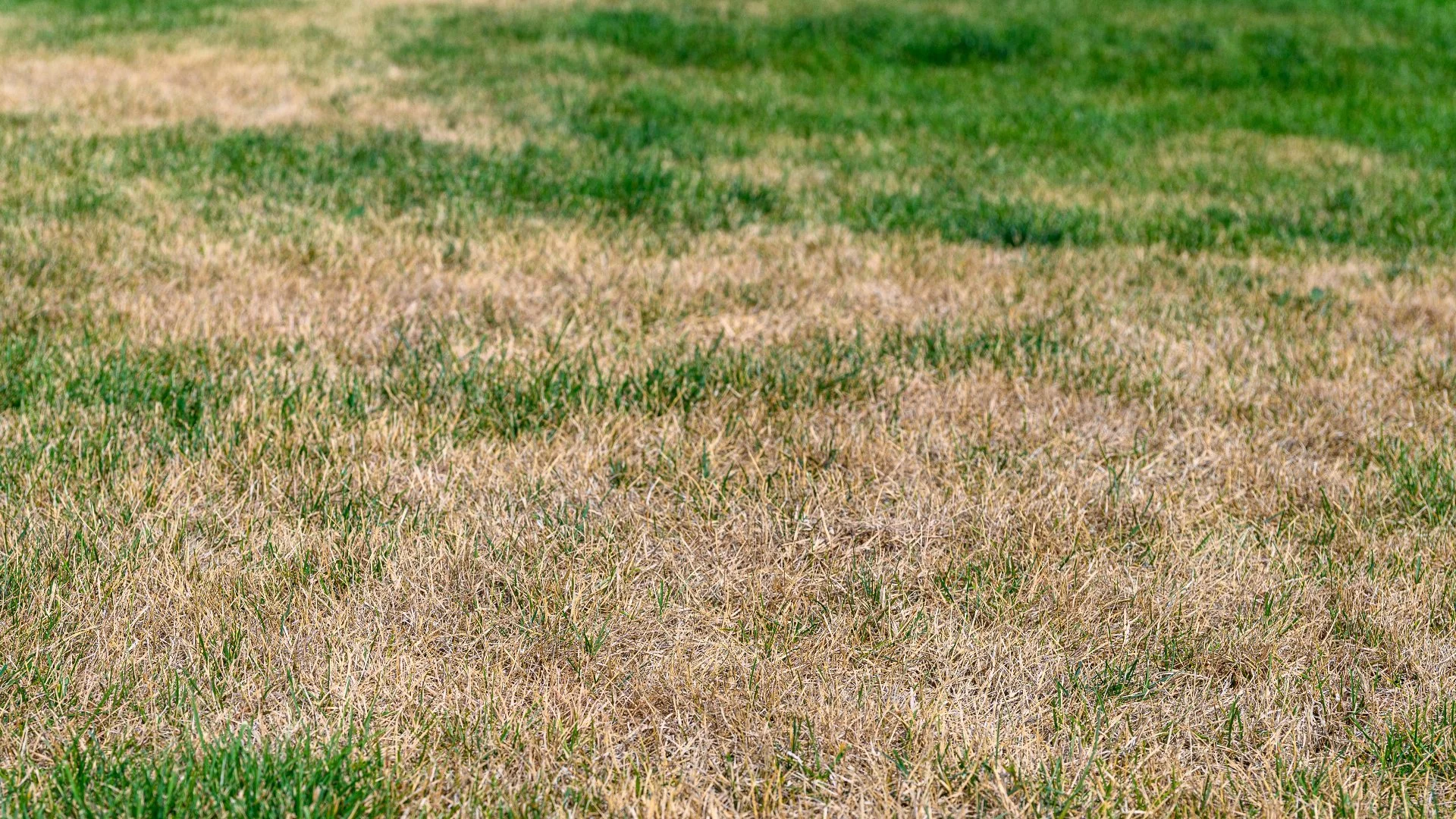 Will Lawn Diseases Go Away on Their Own Without Intervention?