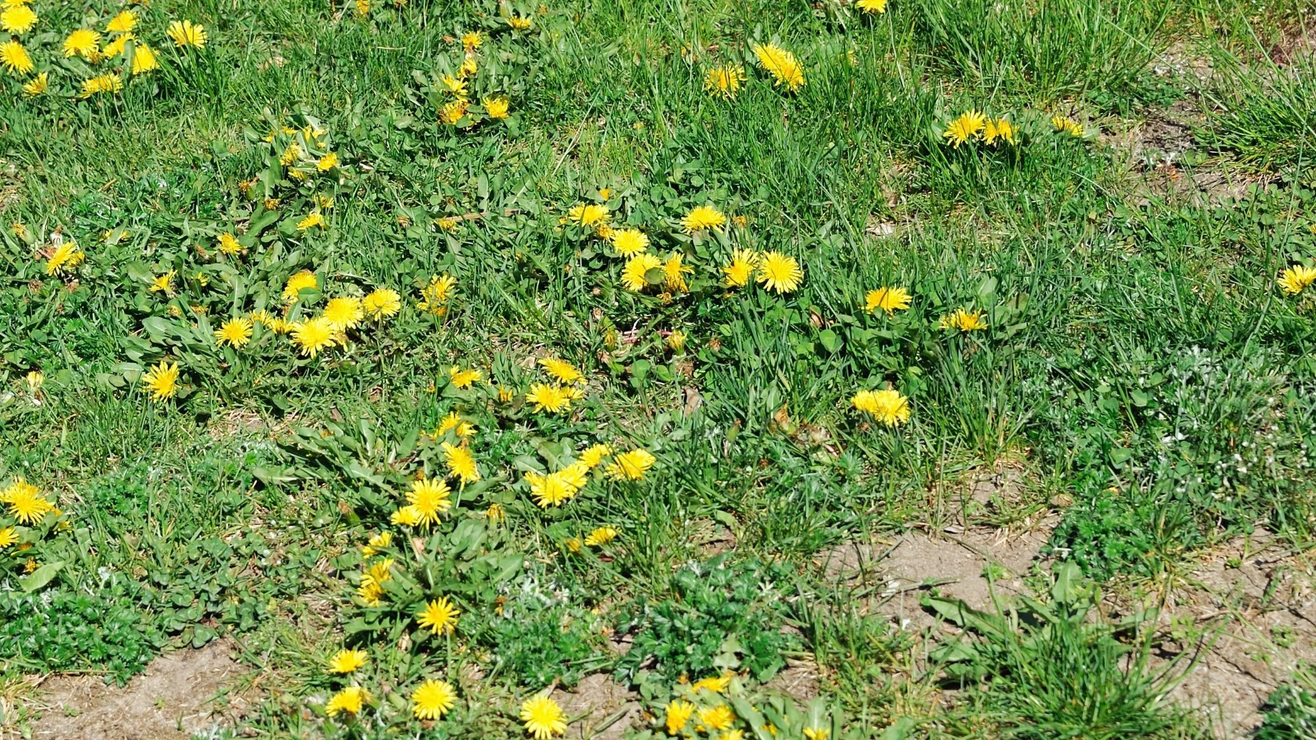 Make Sure Weeds Are Eliminated Before Overseeding Your Lawn!