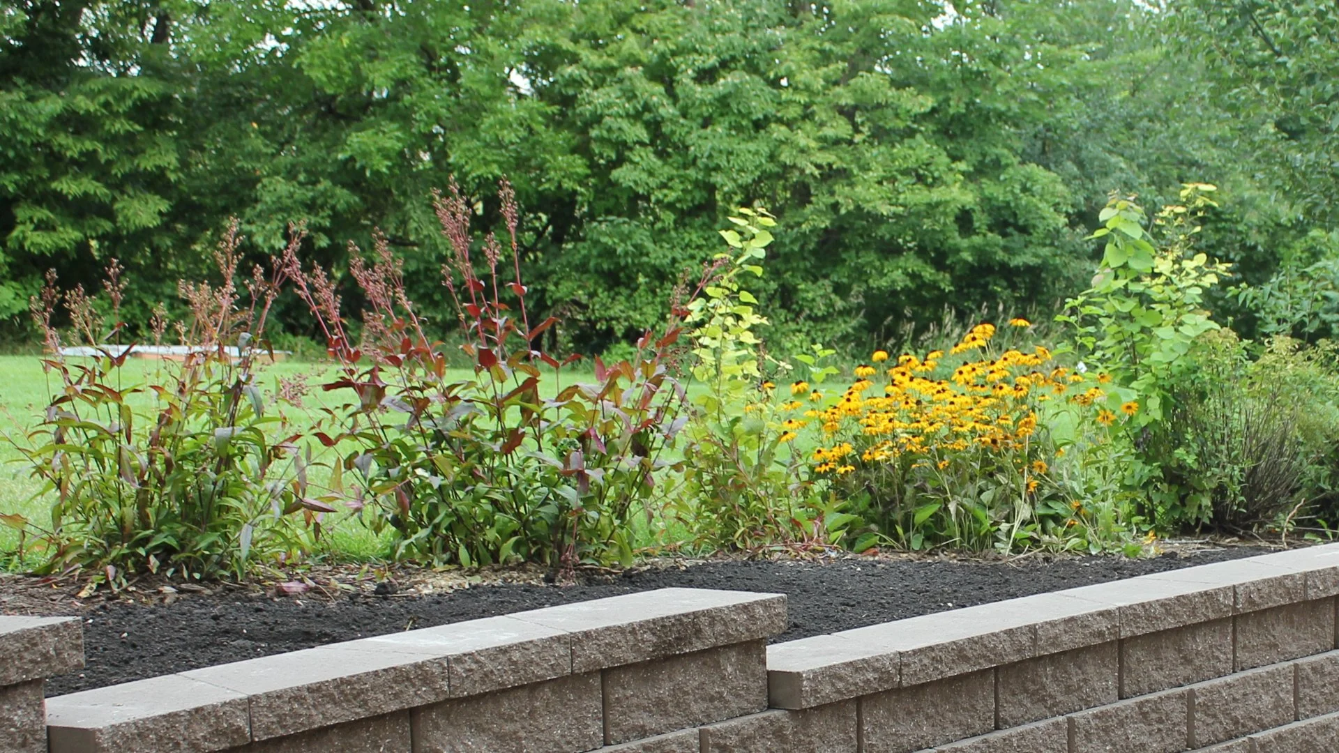 Signs That Indicate a Nutrient Deficiency in Your Trees & Shrubs