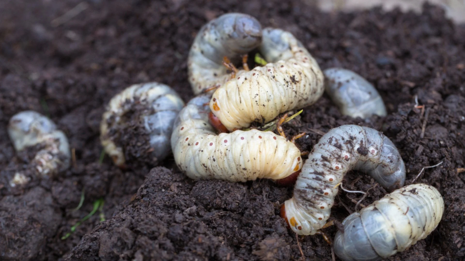 What Will Grubs Eventually Turn Into?