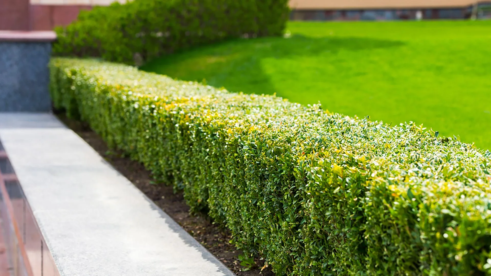 Trimmed shrubs in a commercial property in Urbandale, IA.