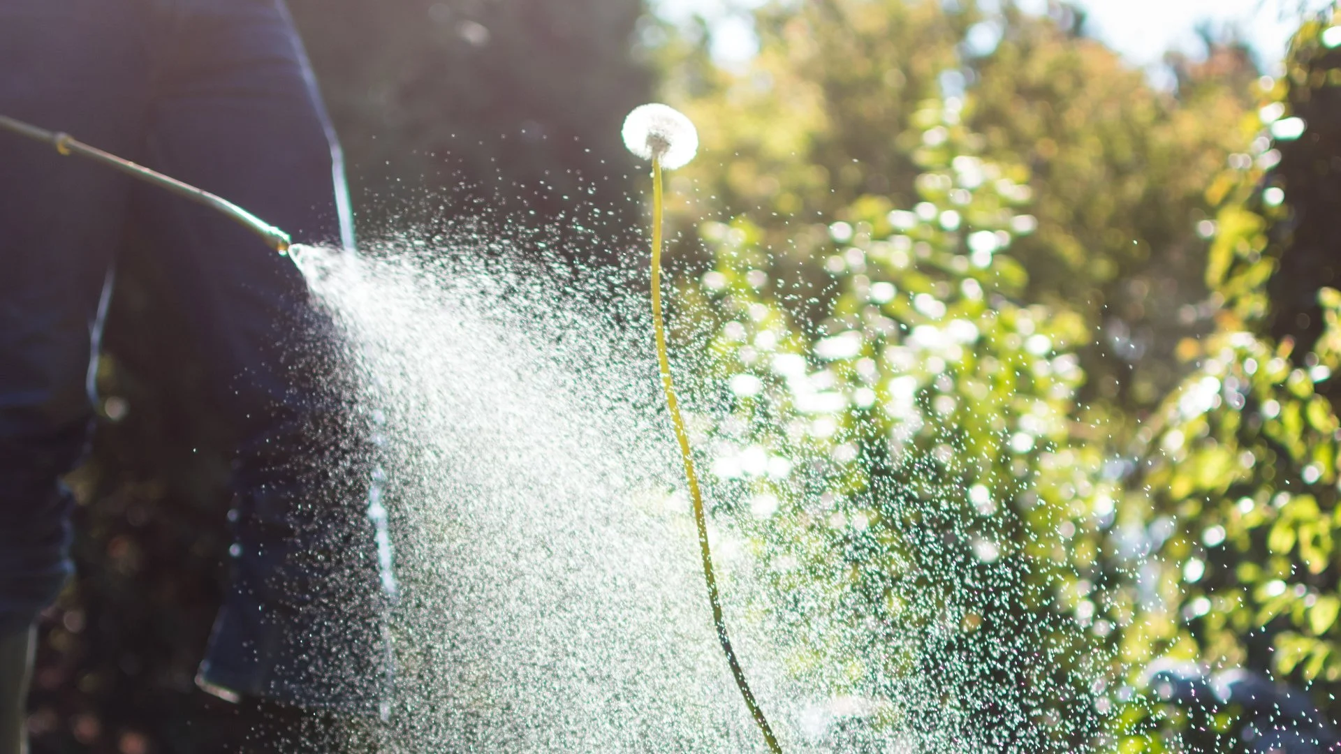 How Long Does It Take for Post-Emergent Weed Control to Work On Weeds?