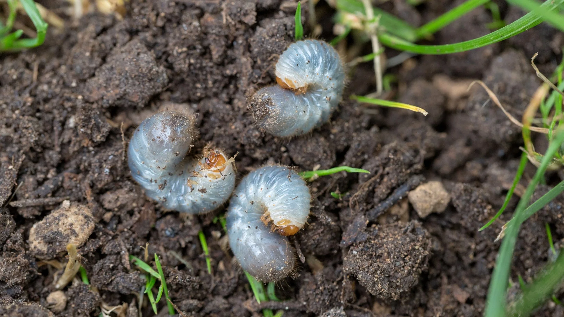 Grubs, Chinch Bugs & Armyworms All Damage Lawns in Different Ways