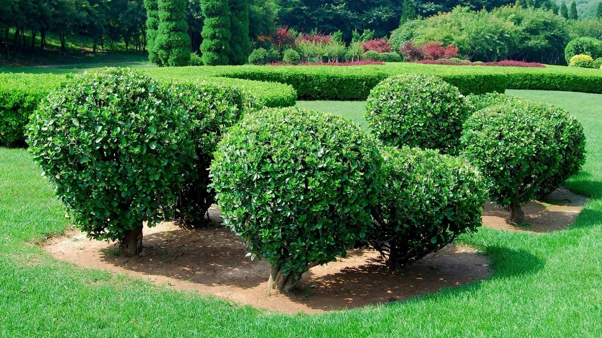 How Is Trimming & Pruning Different?