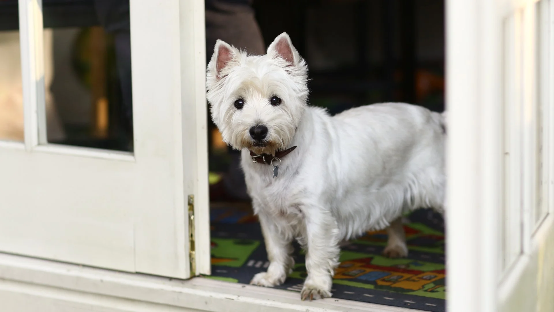 Tips For Keeping Your Dogs Safe While Your Lawn Is Being Fertilized