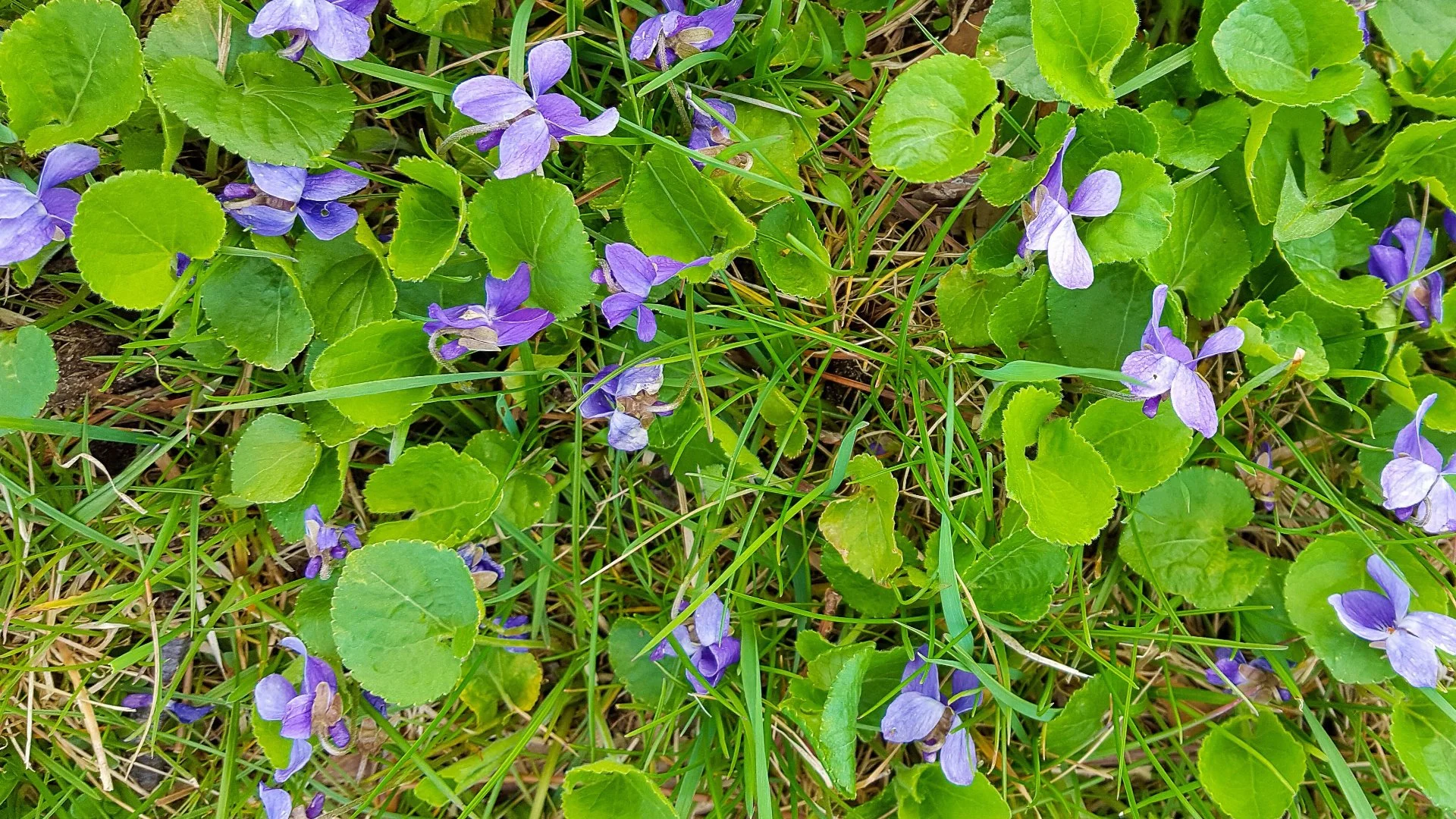 Don't Let Weeds Linger On Your Lawn In The Fall