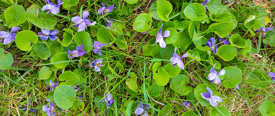 Wild violet weeds growing in a lawn in West Des Moines, IA.