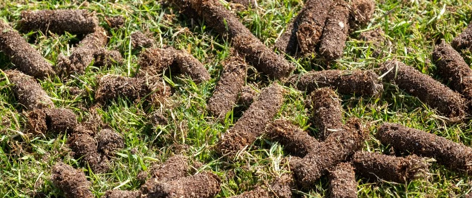 Aeration plugs on a lawn in Waukee, IA.