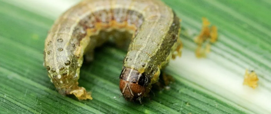 An armyworm on a blade of grass in Waukee, IA. 