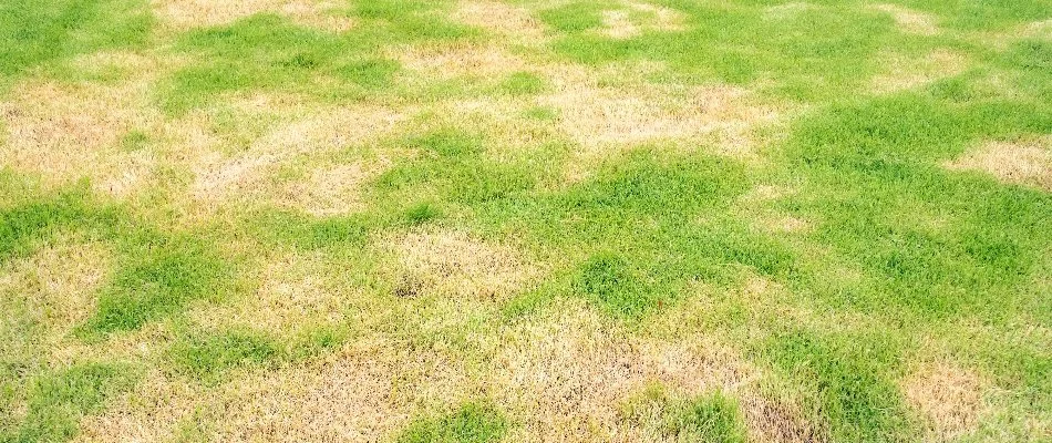 Brown patch disease on a lawn in Waukee, IA.