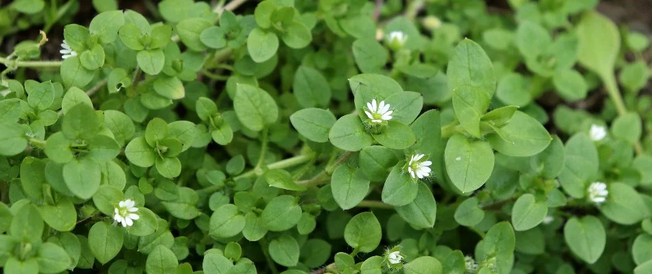 Chickweed with small white flowers in Waukee, IA.