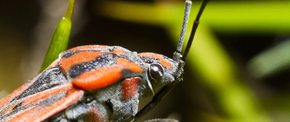 A close up of a chinch bug in Waukee, IA, on blade of grass.