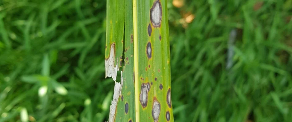Close up of leaf spot disease on grass in Waukee, IA.