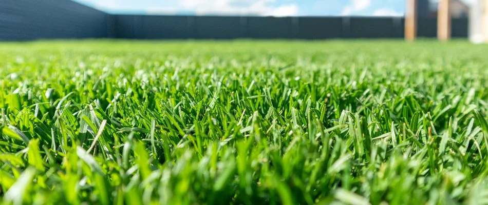 Close up of lush grass blades in Waukee, IA.