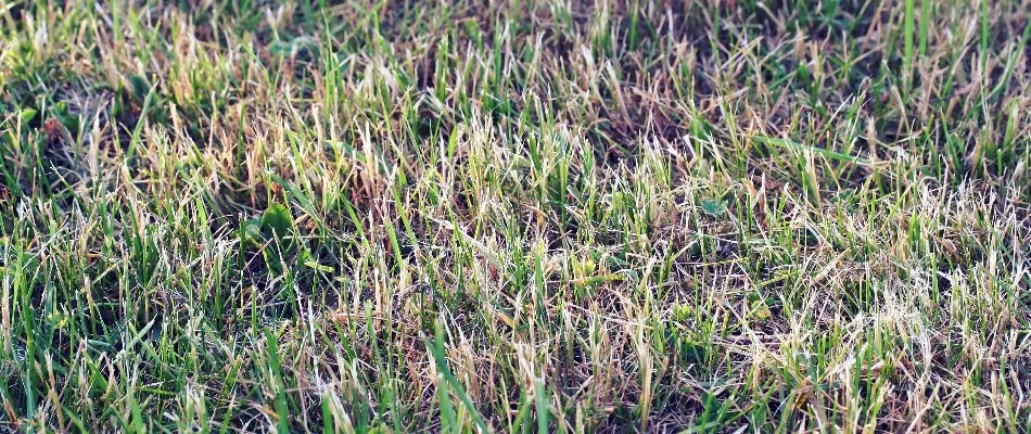 Closeup of grass with brown patches in Waukee, IA.