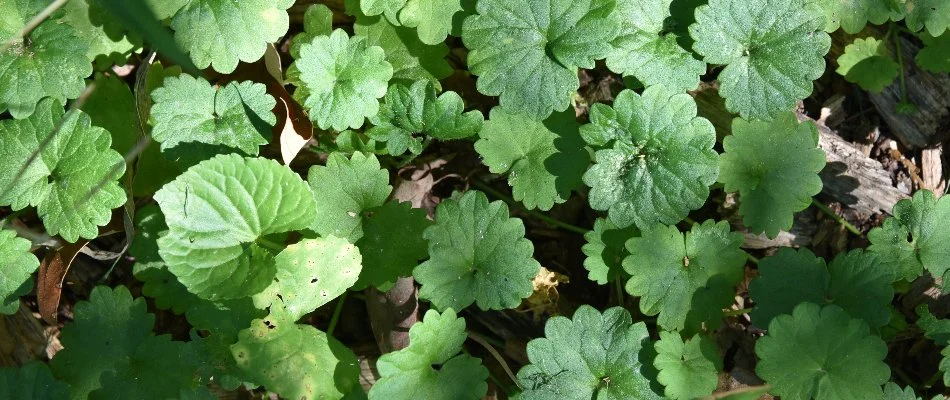 Creeping Charlie weed in Waukee, IA.