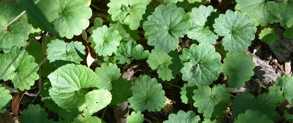 Creeping Charlie weeds in Waukee, IA.