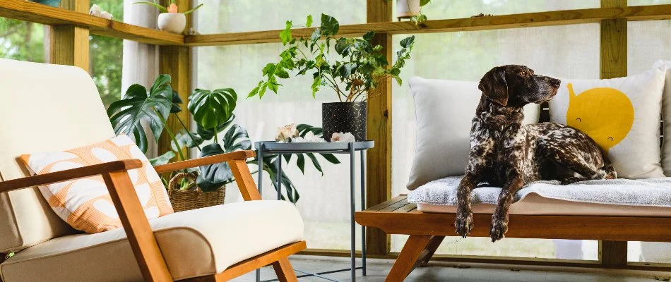 Dog in Waukee, IA, sitting on a chair.