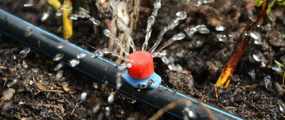 Emitter of a drip irrigation system in Waukee, IA.