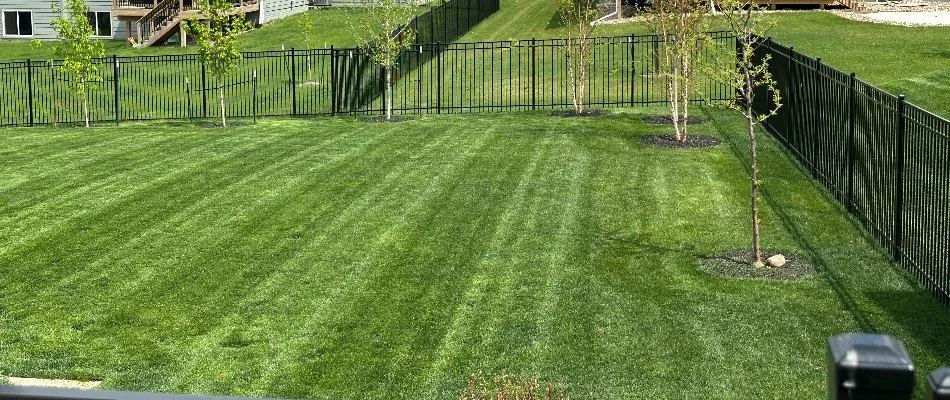 Fertilized lawn in a backyard in Waukee, IA.