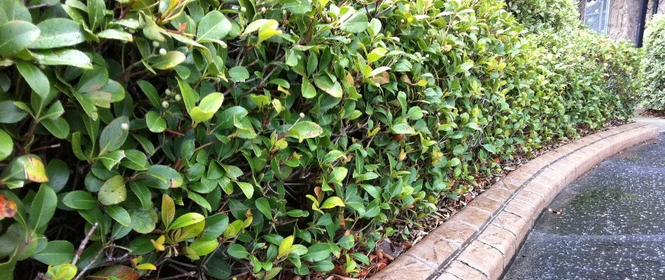 Foliage of a shrub in Waukee, IA.