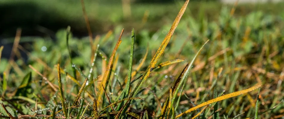 Grass blades in Waukee, IA, with rust.