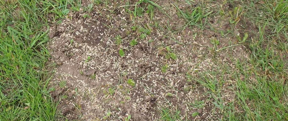 Grass seeds on sparse lawn in Waukee, IA.