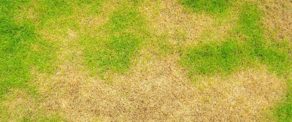 Grass in Waukee, IA, with dry, brown areas.