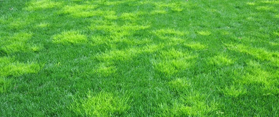 Green lawn in Waukee, IA, with many weeds.