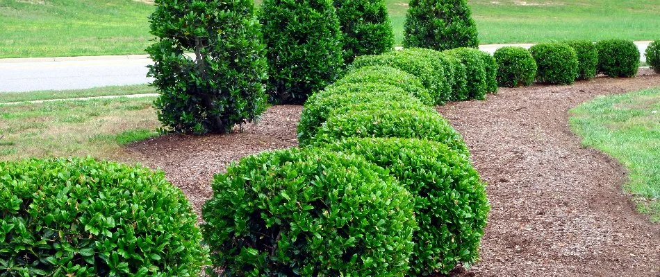 Green, trimmed shrubs in a mulch bed in Waukee, IA.