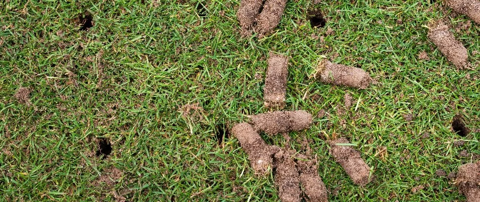 Holes and soil plugs on a lawn in Waukee, IA.