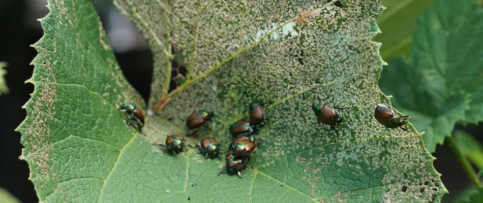 Japanese beetles on a skeletonized leaf in Waukee, IA.