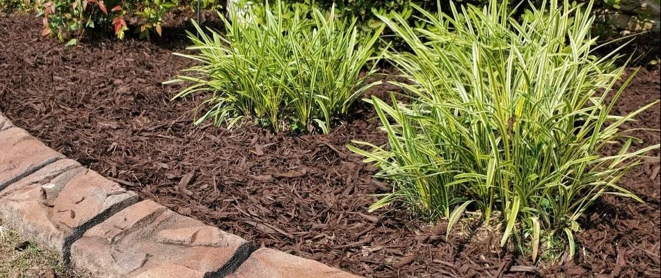 Landscape bed in Waukee, IA, with mulch and plants.