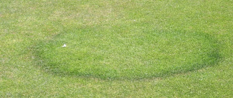 Lawn in Waukee, IA, with fairy ring disease.