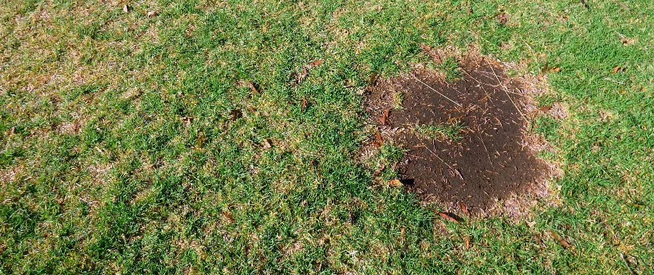 Lawn in Waukee, IA, with a bald spot.