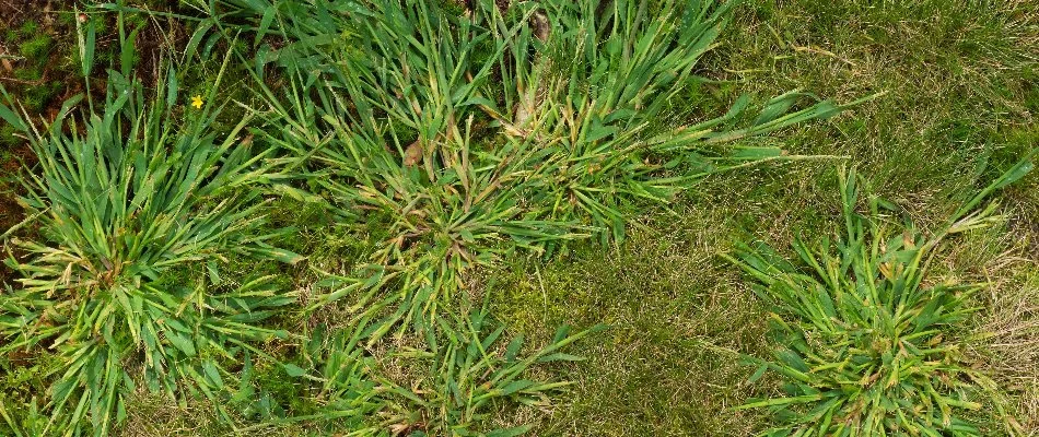 Lawn in Waukee, IA, with crabgrass weeds.