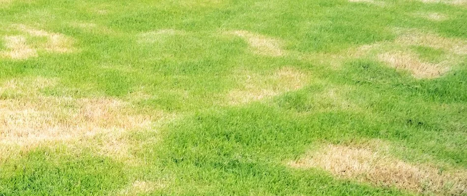 Lawn in Waukee, IA, with fertilizer burn.